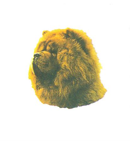 Hunddekal - Chow chow röd (huv)