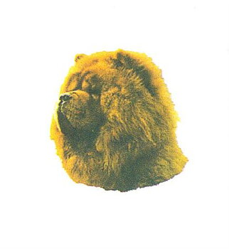 Hunddekal - Chow chow röd (huv)
