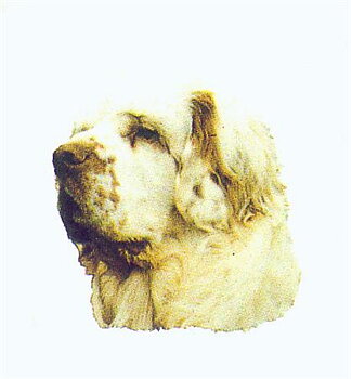 Hunddekal - Clumber spaniel (huv)