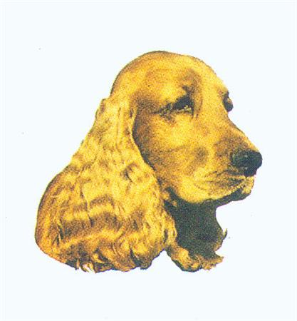 Hunddekal - Cocker spaniel röd (huv)