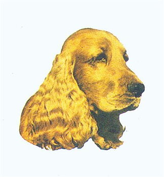 Hunddekal - Cocker spaniel röd (huv)
