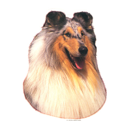 Hunddekal - Collie blue merle (huv)