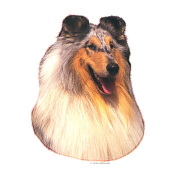Hunddekal - Collie blue merle (huv)