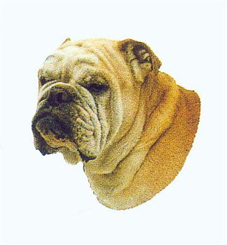Hunddekal - Eng. bulldogg (huv)