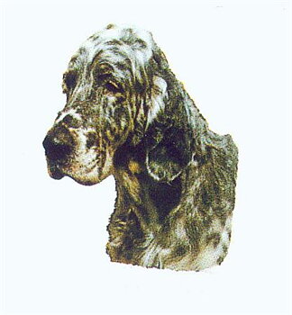 Hunddekal - Eng. setter (huv)