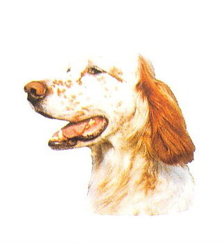 Hunddekal - Eng. setter brun/vit (huv)