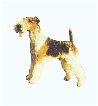 Hunddekal - Foxterrier strävh. (hel)