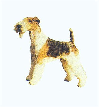 Hunddekal - Foxterrier strävh. (hel)