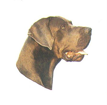 Hunddekal - Gr. danois blå okup. (huv)