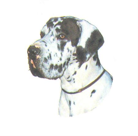 Hunddekal - Gr. danois harlekin okup. (huv)