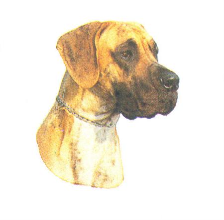 Hunddekal - Gr. danois tigrerad okup. (huv)