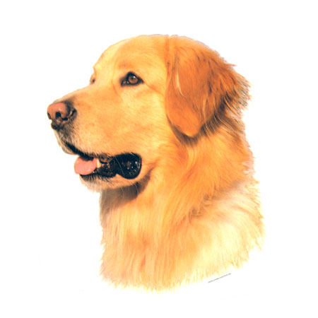 Hunddekal - Hovawart ljus (huv)