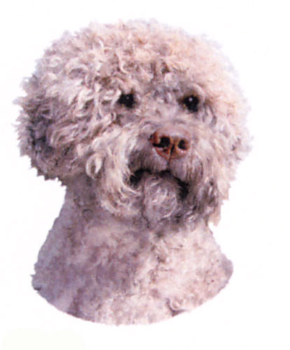 Hunddekal - Lagotto  (huv)