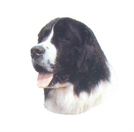 Hunddekal - Landseer (huv)