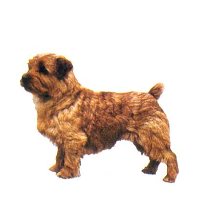 Hunddekal - Norfolkterrier (hel)