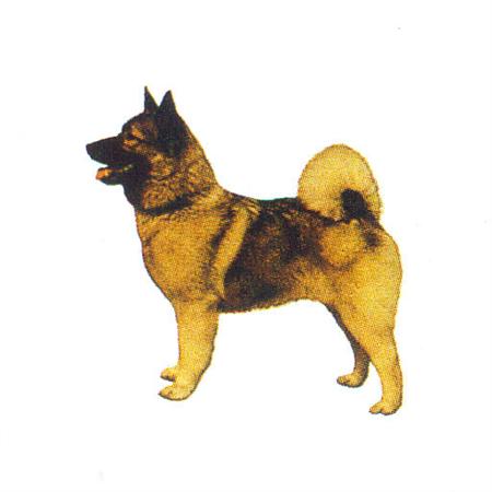 Hunddekal - Norsk älghund (hel)