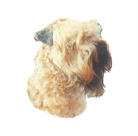 Hunddekal - Soft coat. wheat. terrier (huv)