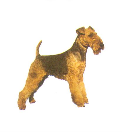 Hunddekal - Welsh terrier (hel)