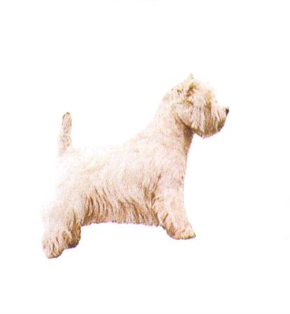 Hunddekal - West highl. wh. terrier (hel)
