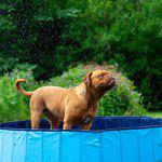 Dog pool, 160x30cm - 3