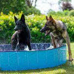 Dog pool, 160x30cm - 2