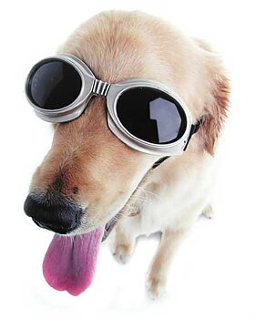 Doggles Glasögon, XL