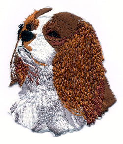 Brodyr - Cavalier King Charles