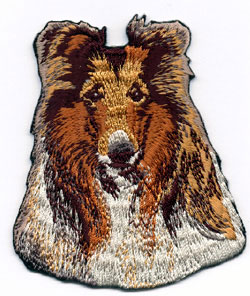 Brodyr - Collie, långhårig