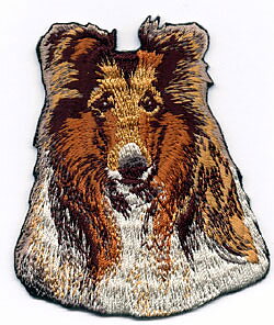 Brodyr - Collie, långhårig