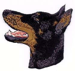 Brodyr - Dobermann, kuperad