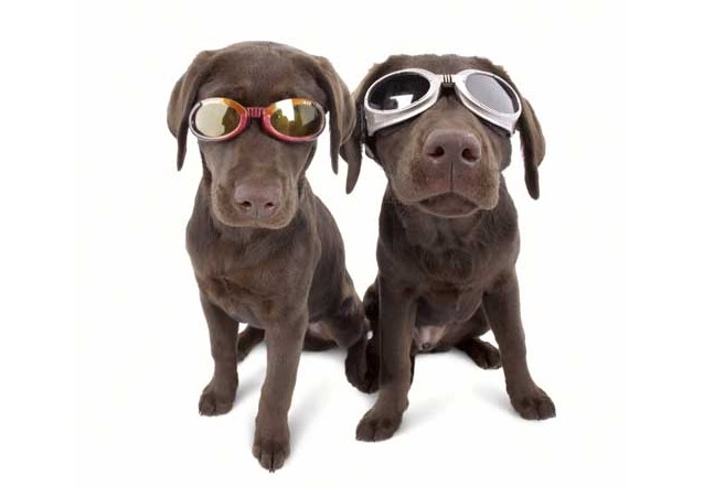 Doggles