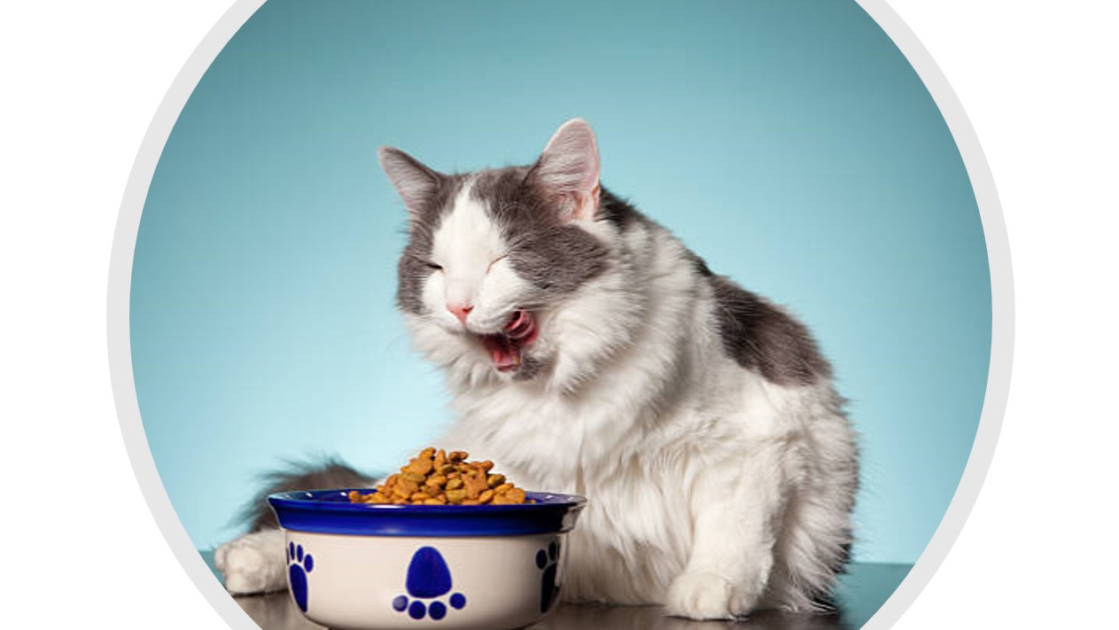 Kattfoder