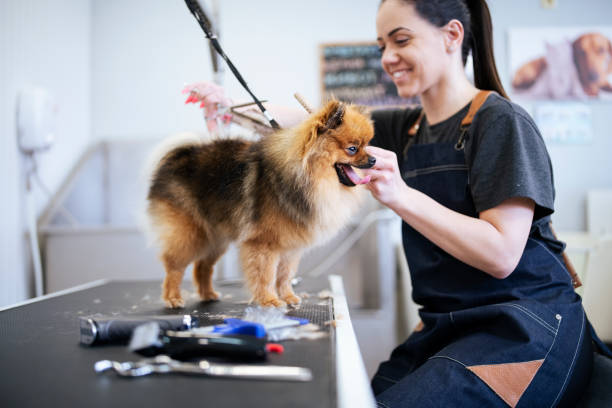 Pälsvård för hund