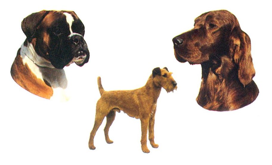 Hunddekaler