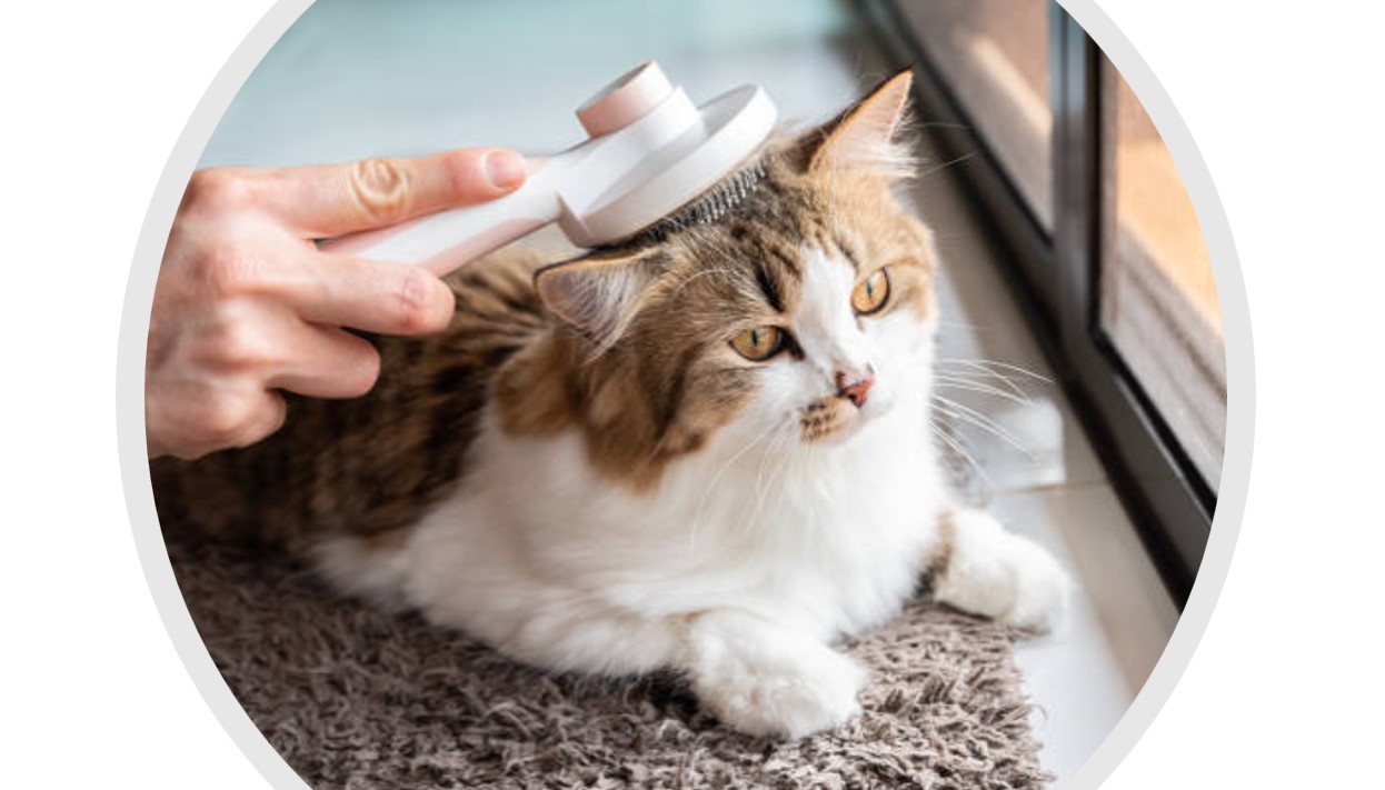 Pälsvård för katt