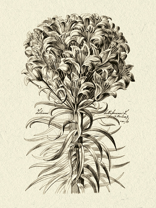 Poster Botaniska illustrationer 18x24 cm