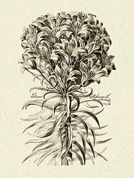 Poster Botaniska illustrationer 18x24 cm