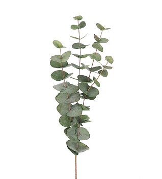 Eucalyptuskvist 60 cm