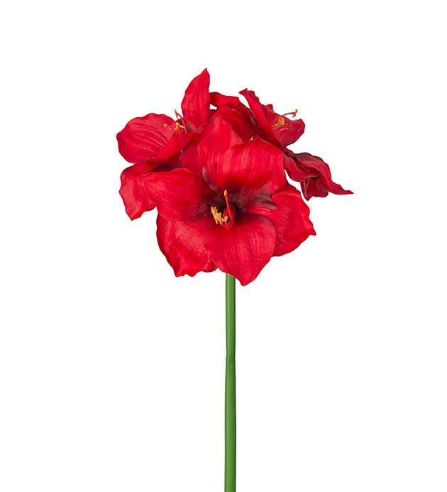 Amaryllis 65 cm