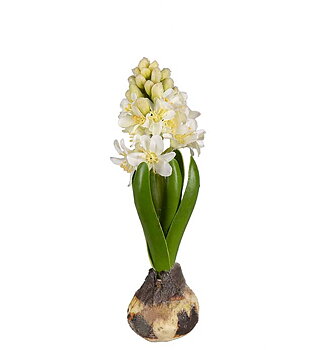 Hyacint med lök, 20 cm