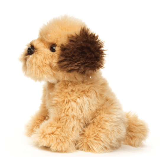 Shih Tzu - 2