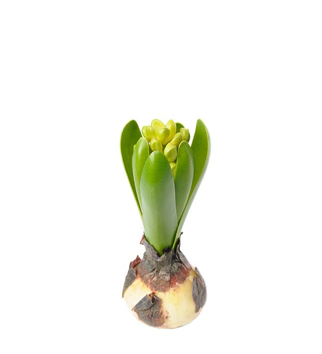 Hyacint med lök, 15 cm