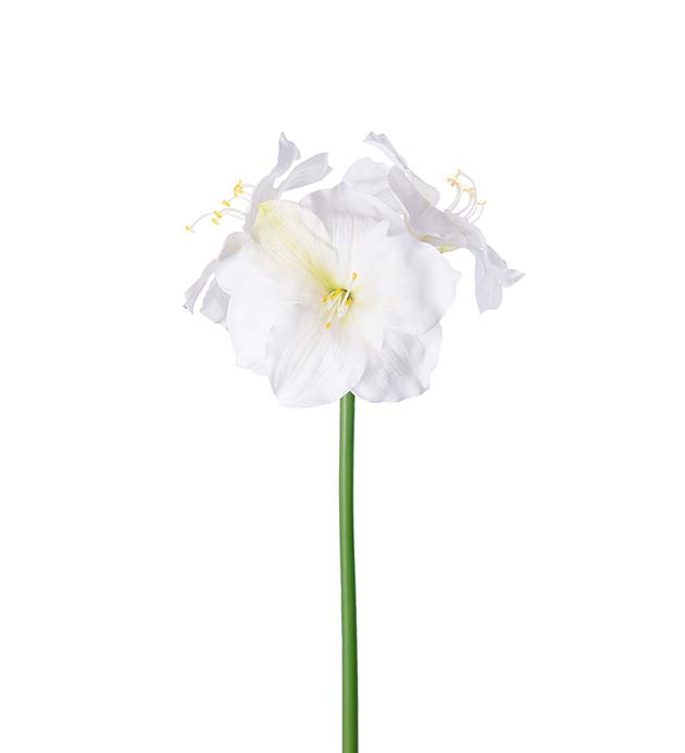 Amaryllis vit 65 cm