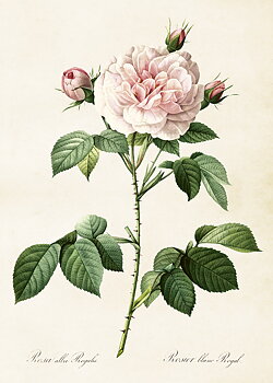 Poster 50x70 cm, Jungfruros