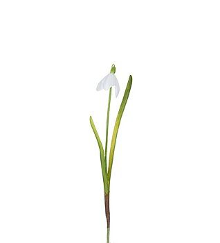 Snödroppe 23 cm