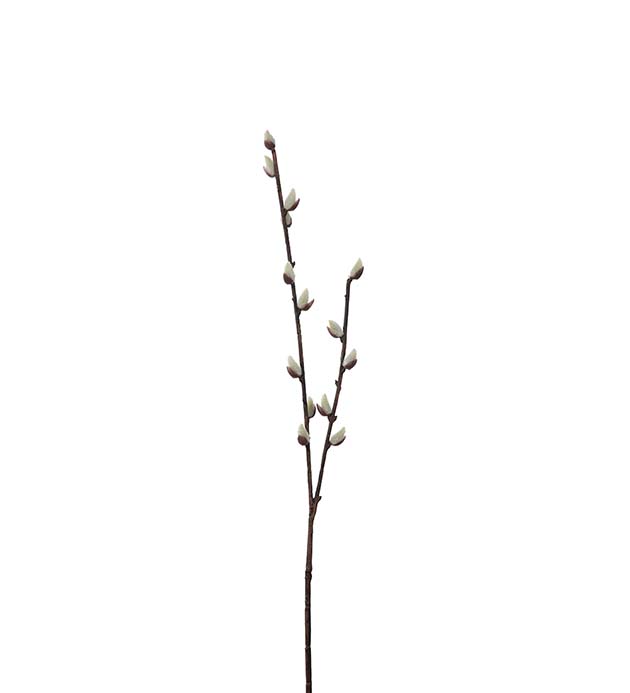 Videkvist 57 cm