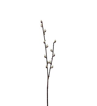 Videkvist 57 cm