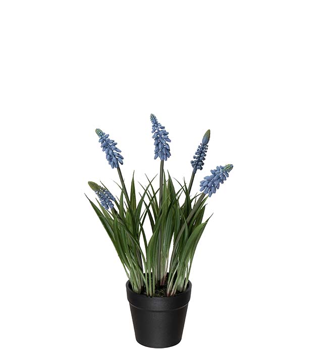 Pärlhyacint 28 cm