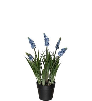 Pärlhyacint 28 cm