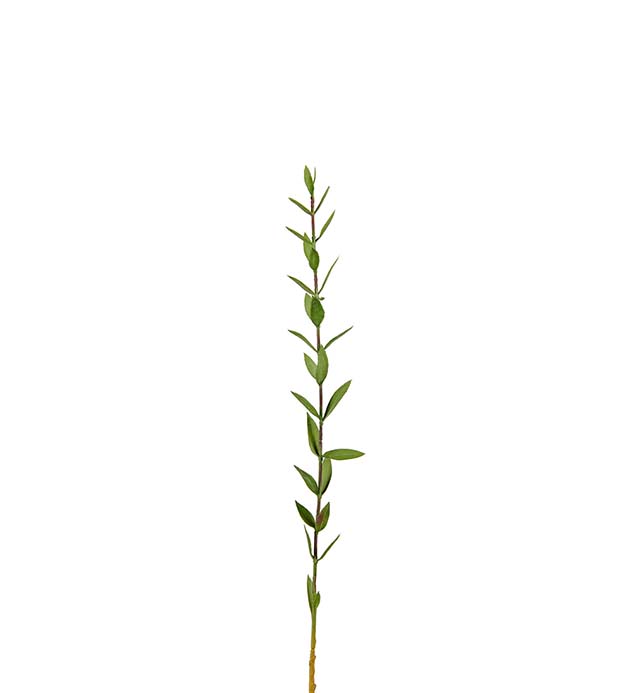 Eucalyptus 45 cm